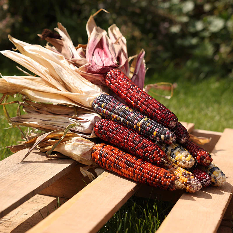 Ornamental Corn