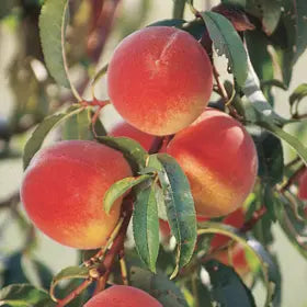 Fruit Tree 5gal.