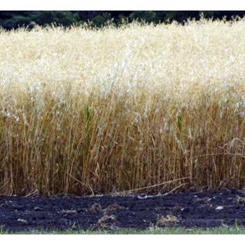Seeds Bob Oats 50lbs