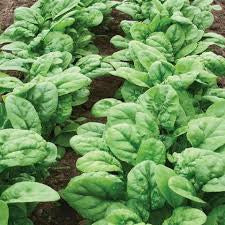 Seed Spinach Bloomsdale 1lbs