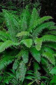 Sword Fern 12in Pot