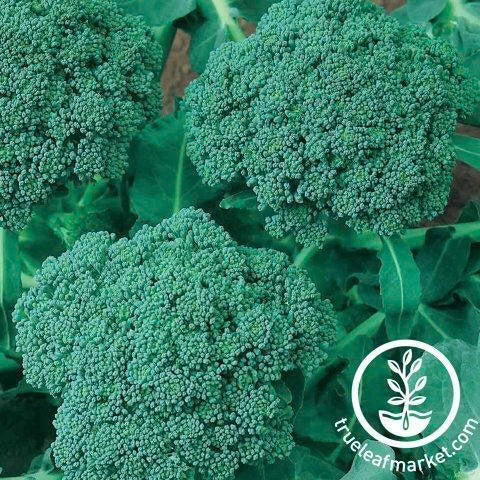 Seeds Broccoli Green Sprout 1lbs