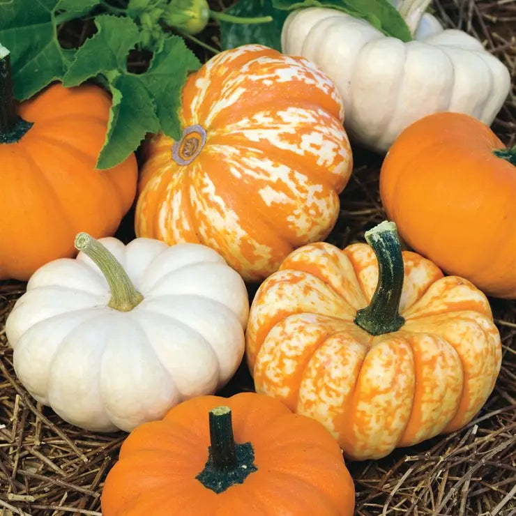 MINI Pumpkin
