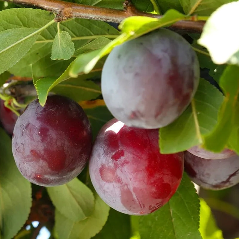 Fruit Tree Plum 5gal.