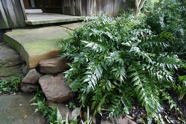 Holly Fern 3gal.