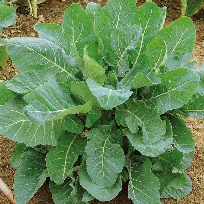 Seeds Collard Georgia Southern 1lbs