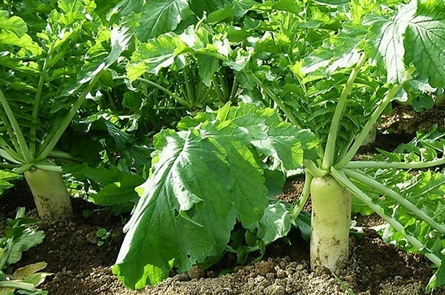 Seed Daikon Tillage Radish 50lbs