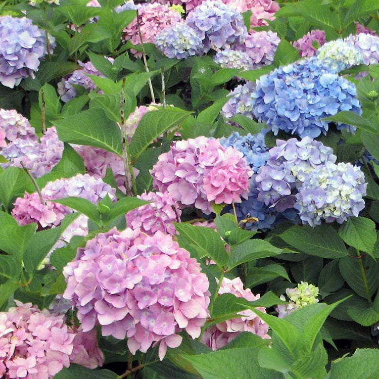 Hydrangea Large