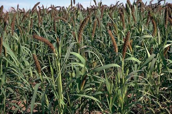 Japanese Millet Seed
