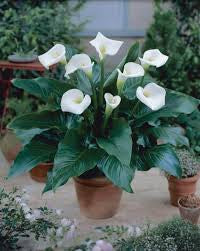 Calla Lilly
