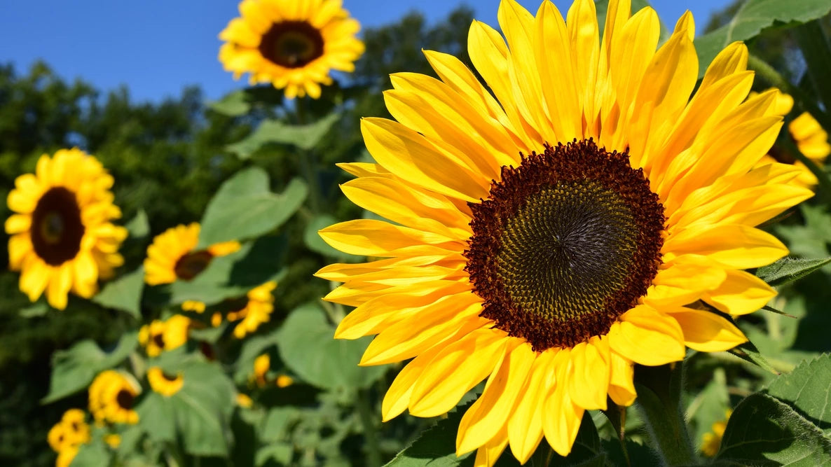 Sunflower 8in pots