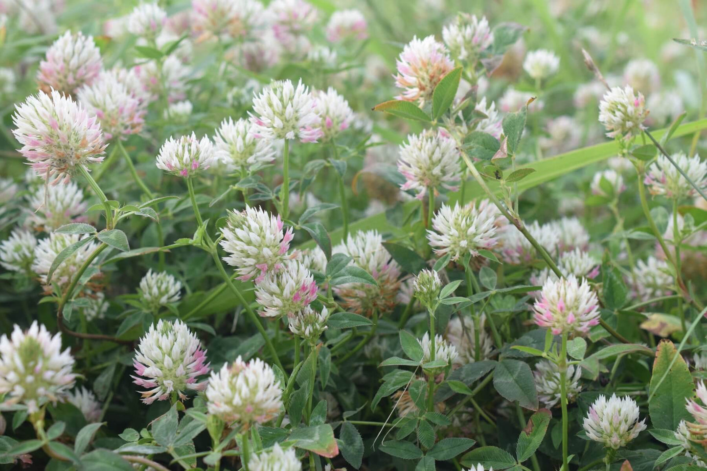 Seed Arrowleaf Clover 50lbs