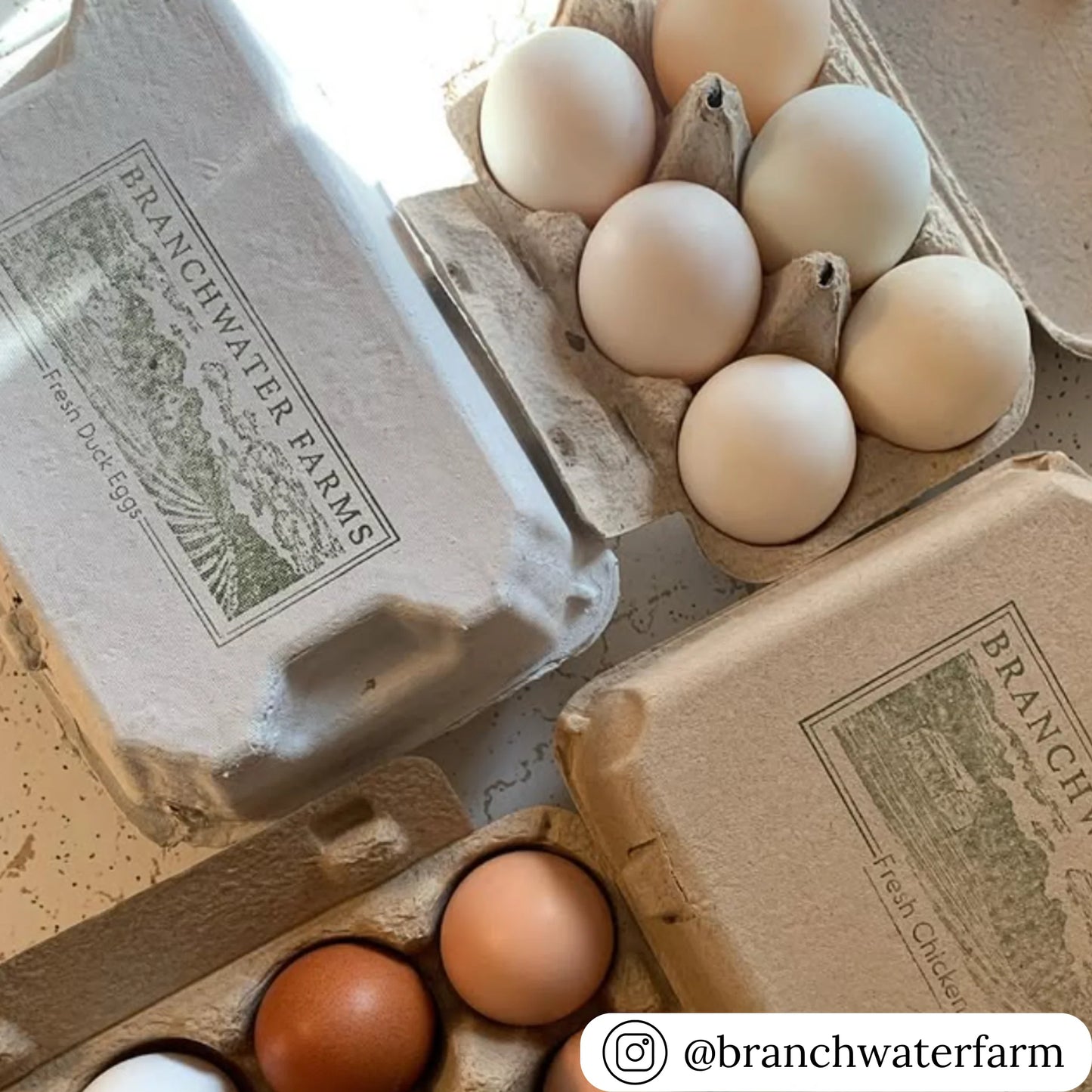 Fresh Duck Eggs