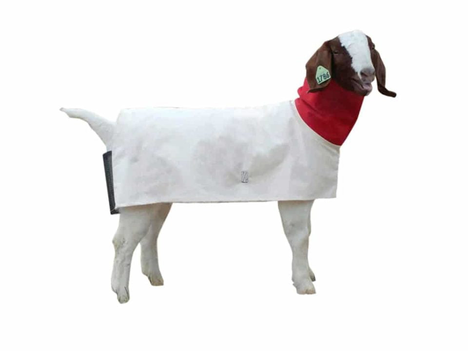 SHEEP BLANKET COTTON DUCK Show Pro MD.