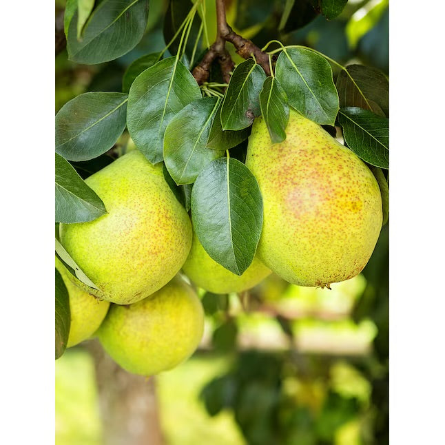 Tree Pear 5gal