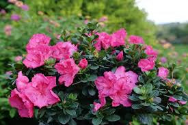 Azalea Shurb 3gal