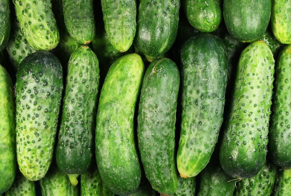 Seeds Cucumber National Pickling 1lbs