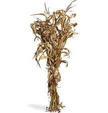 Corn Stalk Bundle