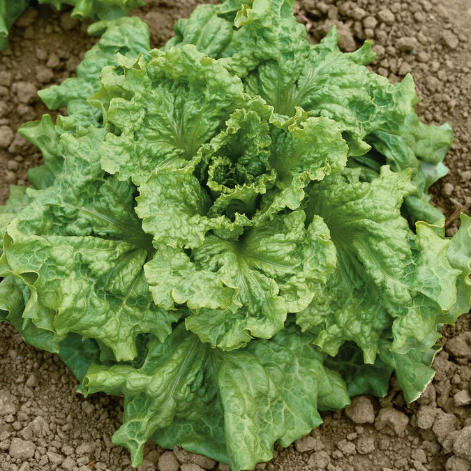 Seeds Lettuce Black Seeded Simpson 1lbs