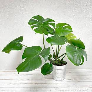 Philodendron Split Leaf Large Pot