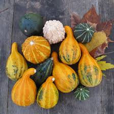 Medium gourds