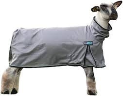 SHEEP BLANKET COTTON DUCK Show Pro MD.