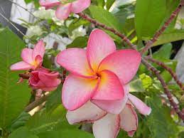 Plumeria Tree Large