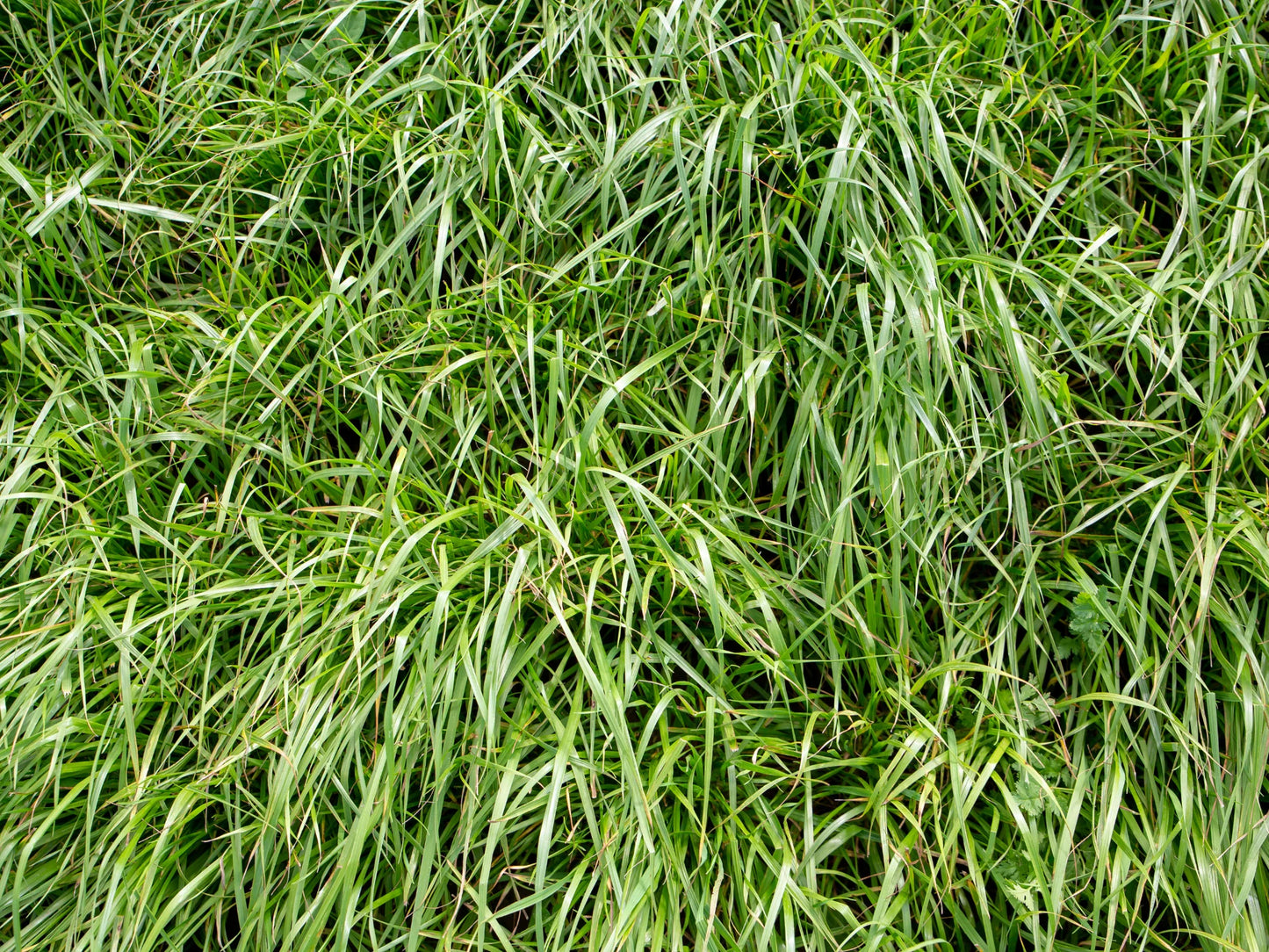 RYE GRASS GULF