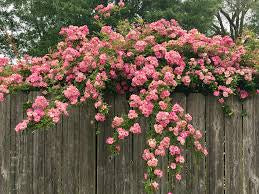 Rosebush Peggy Martin