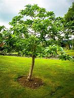 Avocado Tree
