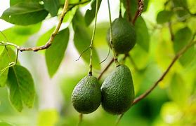 Avocado Tree