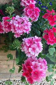 Flowering Combo Hanging Basket 12"