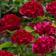 Hydrangea Large