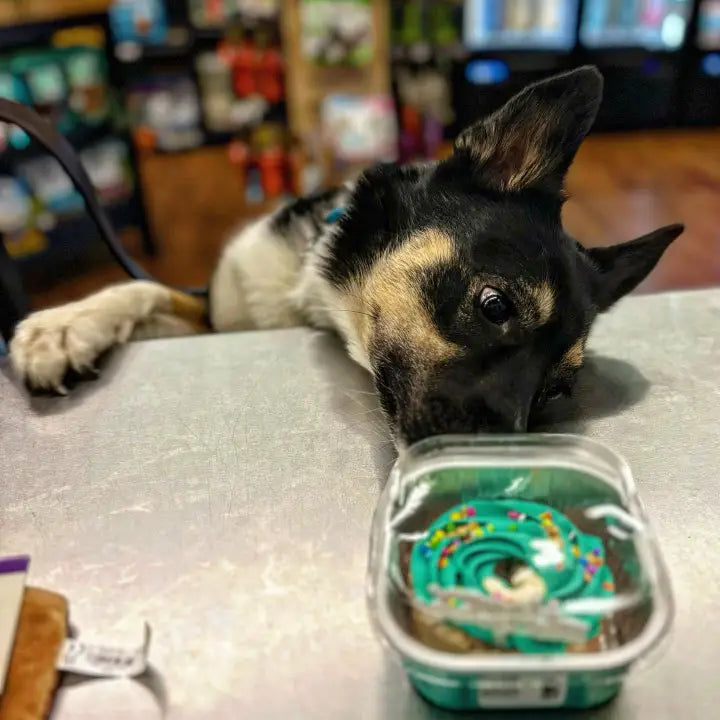 Hey Don't Forget the Cat Treats & Cakes Pet Biscuit