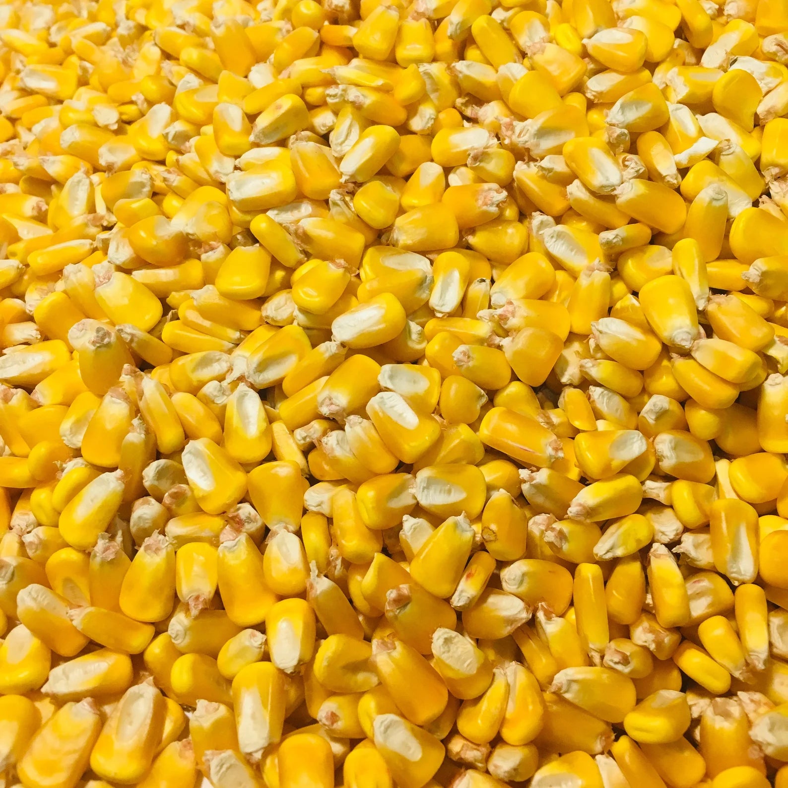 Deer Corn – New Waverly Feed, Farm & Firearms