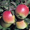 Fruit Tree 5gal.