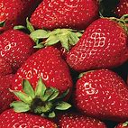 Strawberry 4in plant