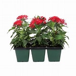 Flower 6 pack