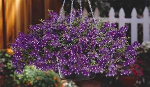 Hanging Basket Angelonia