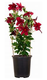 Mandeville Vine 10in