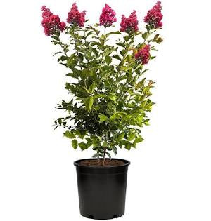 Crape Myrtle  Tree 3gal