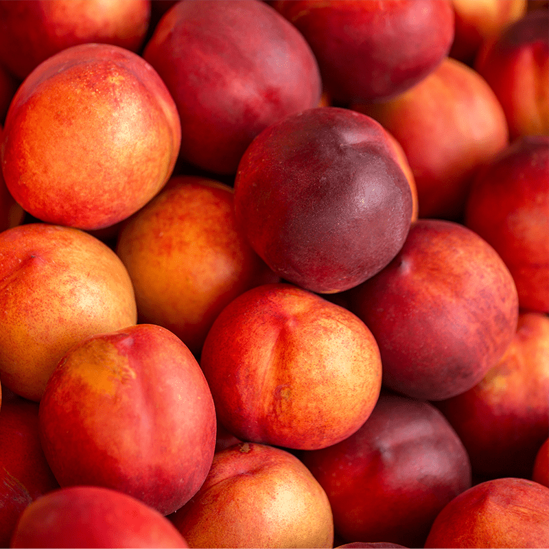 Fruit Tree Nectarine 5gal