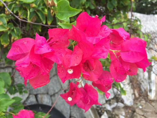 Bougainvillea Hanging Basket 10'