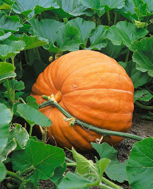 Jumbo Max  Pumpkin
