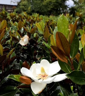 Magnolia Little Gem 3gal.