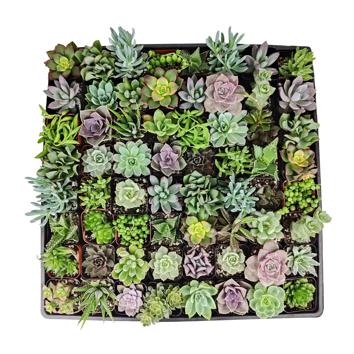 Assorted Succulent