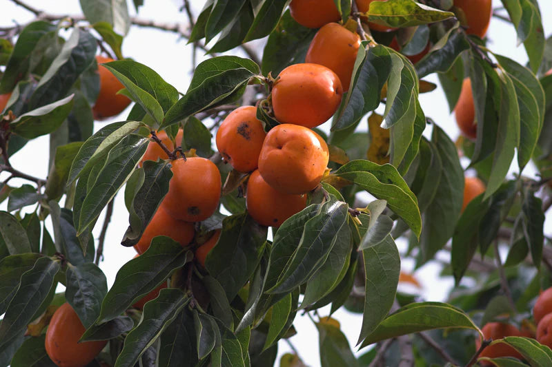 Fruit Tree Persimmon 5gal.