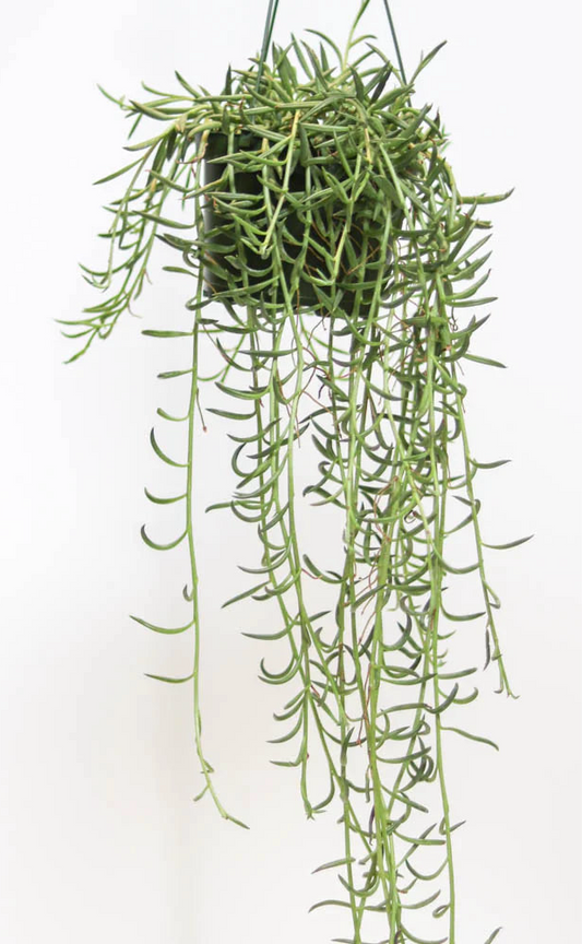 Succulent String of Fishhooks Hanging