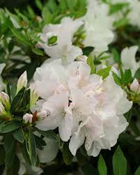 Azalea Shurb ￼3gal