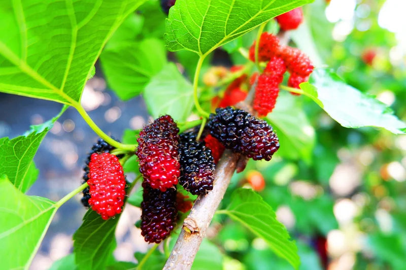 Fruit Tree Mulberry 3gal.